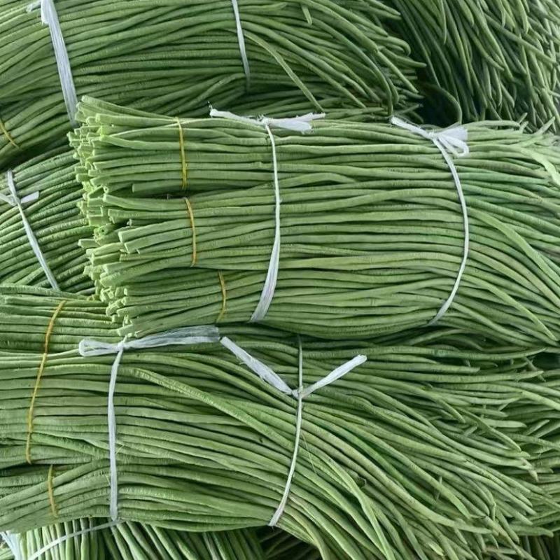 湖北长豆角大量上市品质保证一手货源量大从优