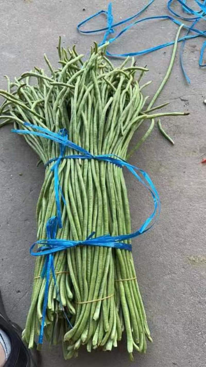 湖北长豆角大量上市品质保证一手货源量大从优