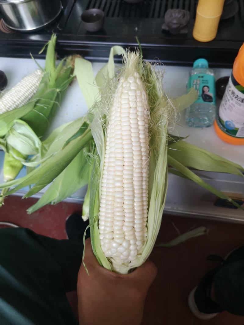 精品白糯大量供货，个头大8量起步，质量保证