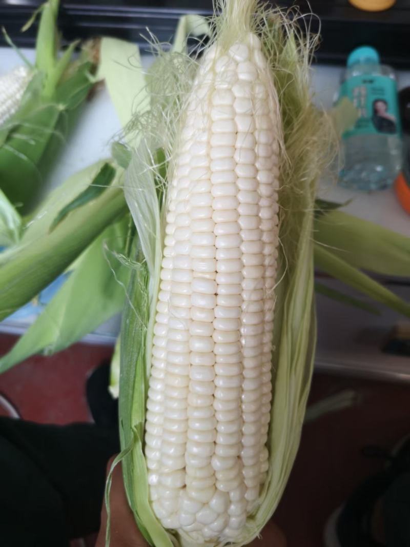 精品白糯大量供货，个头大8量起步，质量保证