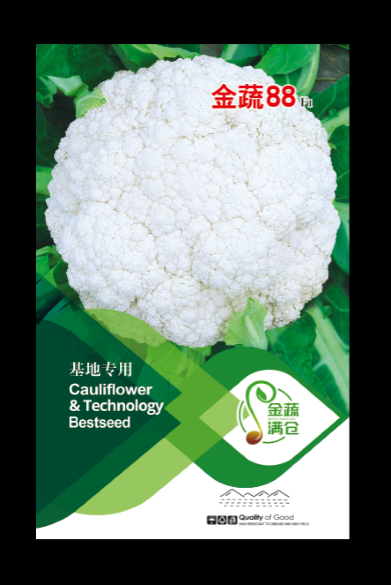 优质散花苗有机松花苗65天/88天/108天大型苗场直销