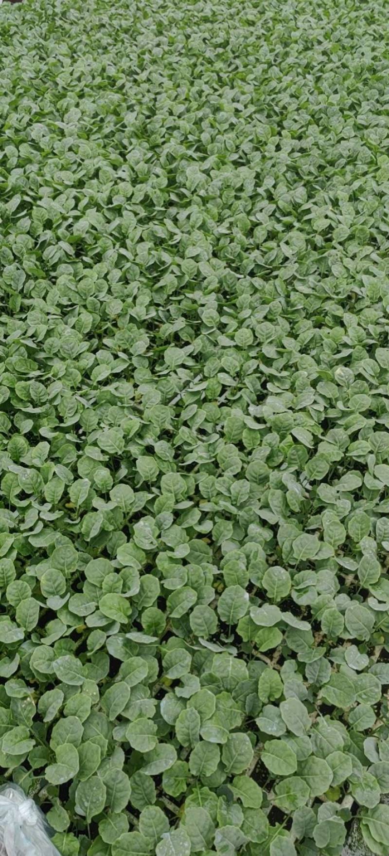 优质散花苗有机松花苗65天/88天/108天大型苗场直销