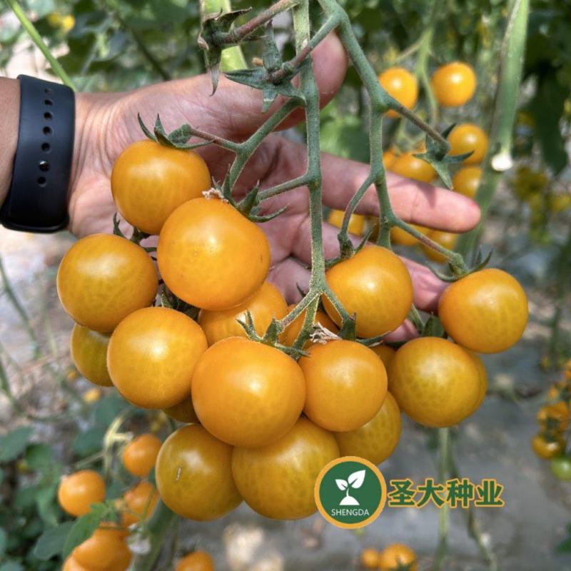 圣妃1号—黄樱桃番茄苗小西红柿苗樱桃番茄苗抗裂好