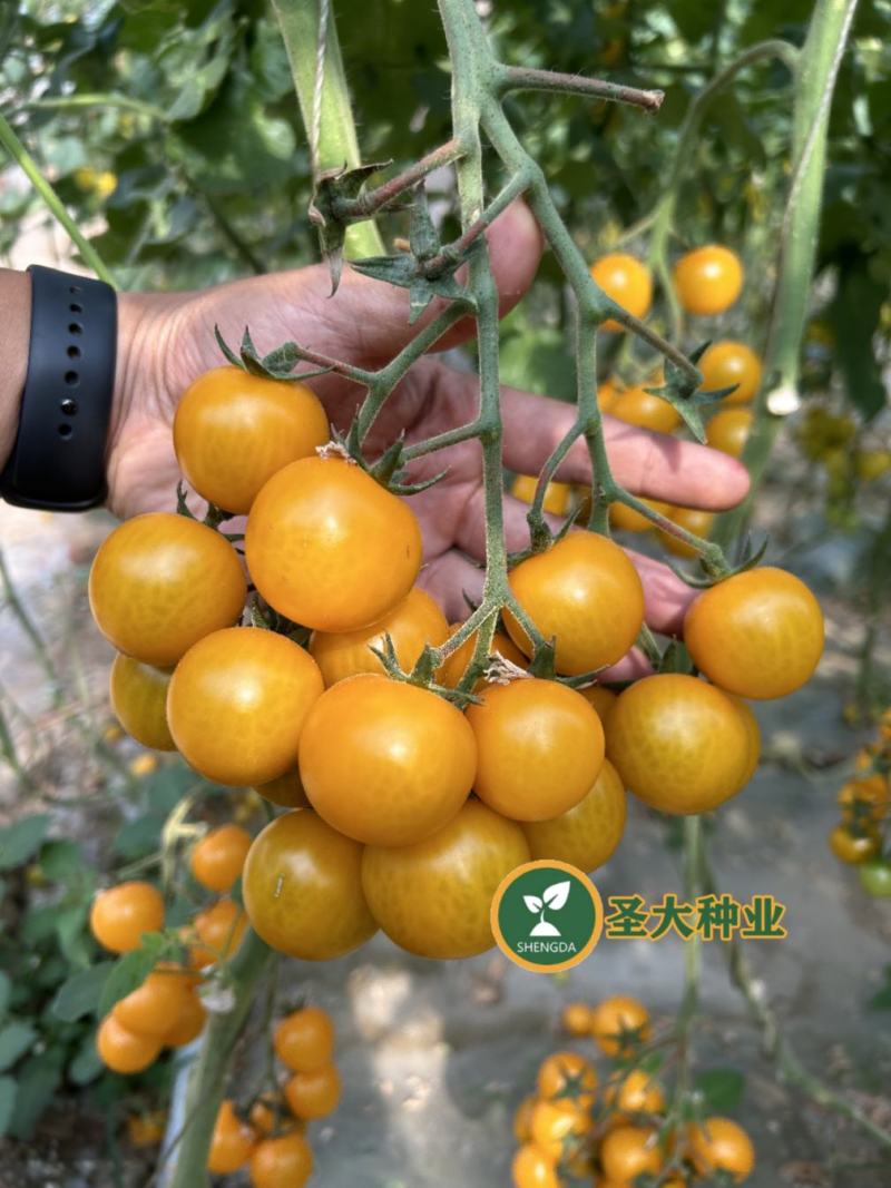 圣妃1号—黄樱桃番茄苗小西红柿苗樱桃番茄苗抗裂好