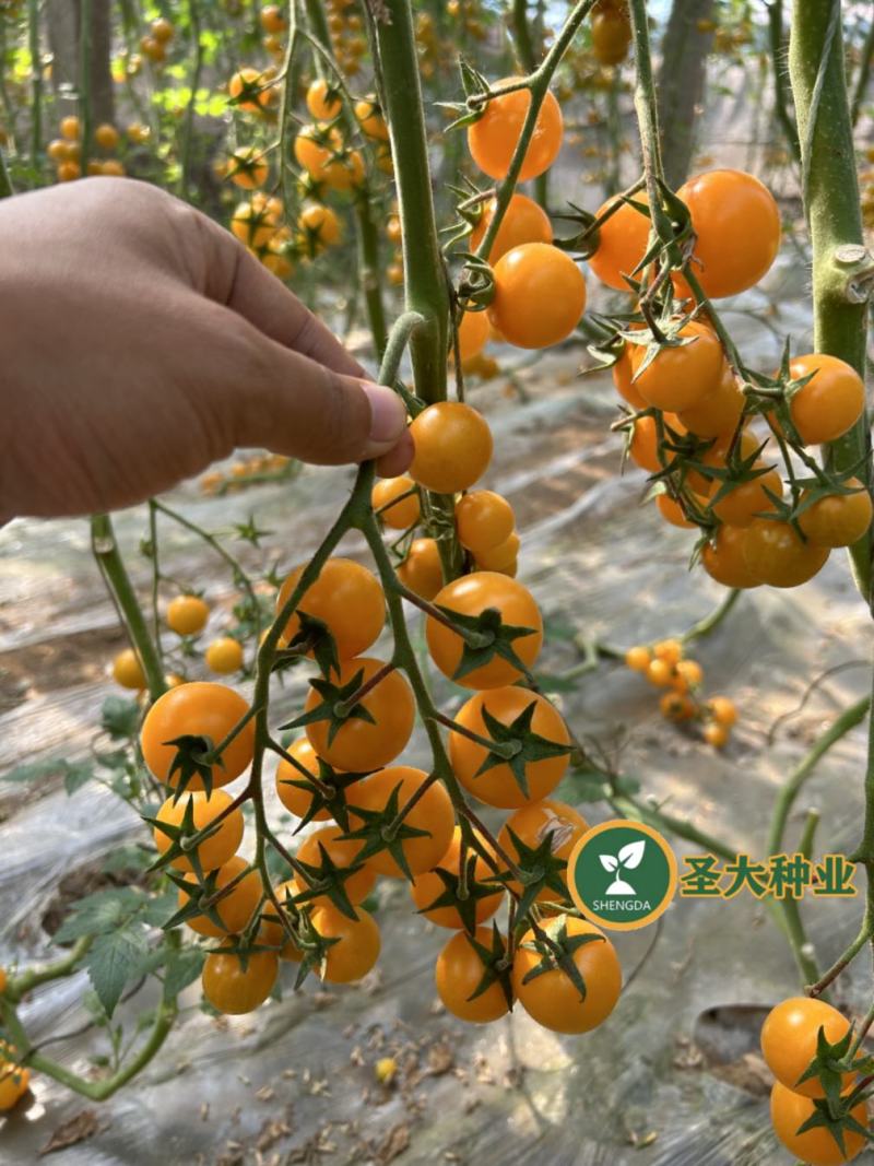 圣妃1号—黄樱桃番茄苗小西红柿苗樱桃番茄苗抗裂好