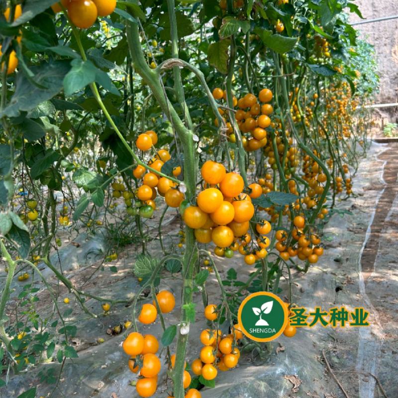 圣妃1号—黄樱桃番茄苗小西红柿苗樱桃番茄苗抗裂好
