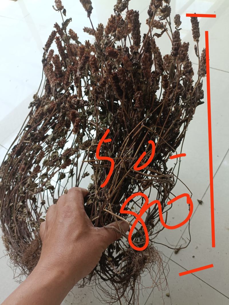 四川野生夏枯草带球全草好货顺草捆把，茶饮药用两相宜