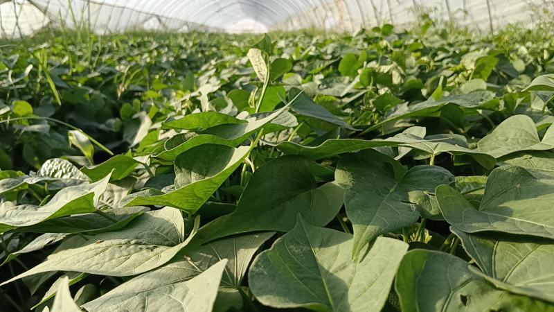 【龙薯9】脱毒原原种级别品种齐全产地直发