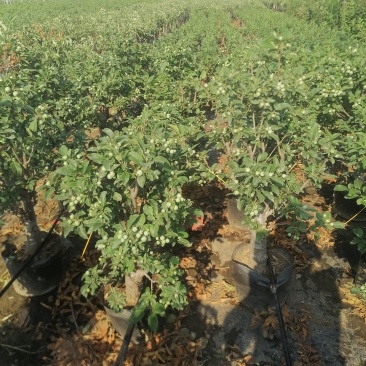 批发冬红果精品盆栽3-5公分10000棵