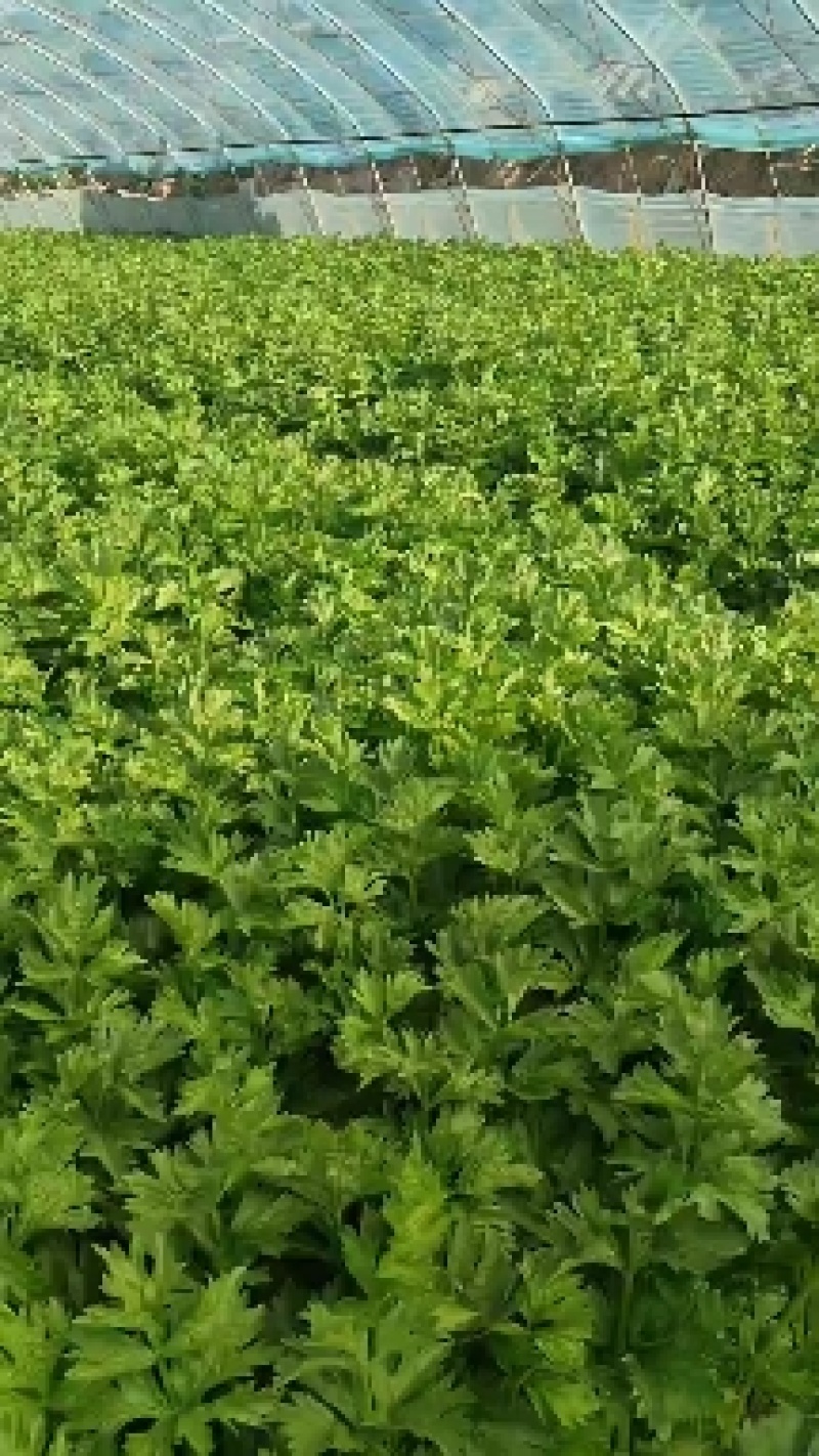 精品芹菜，量大，全国发，质量保证，