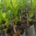新品种印尼红菠萝蜜营养杯苗量大从优