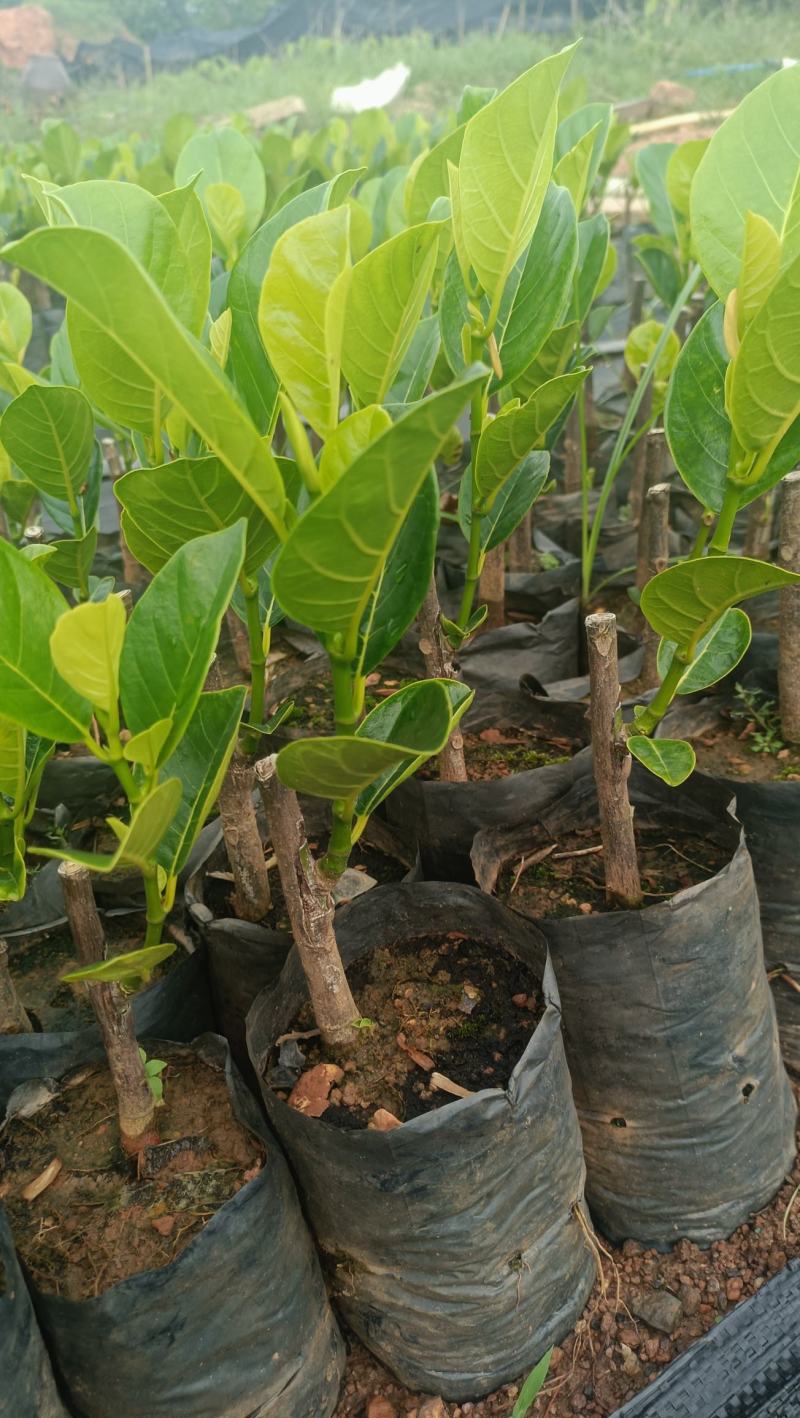 新品种印尼红菠萝蜜营养杯苗量大从优