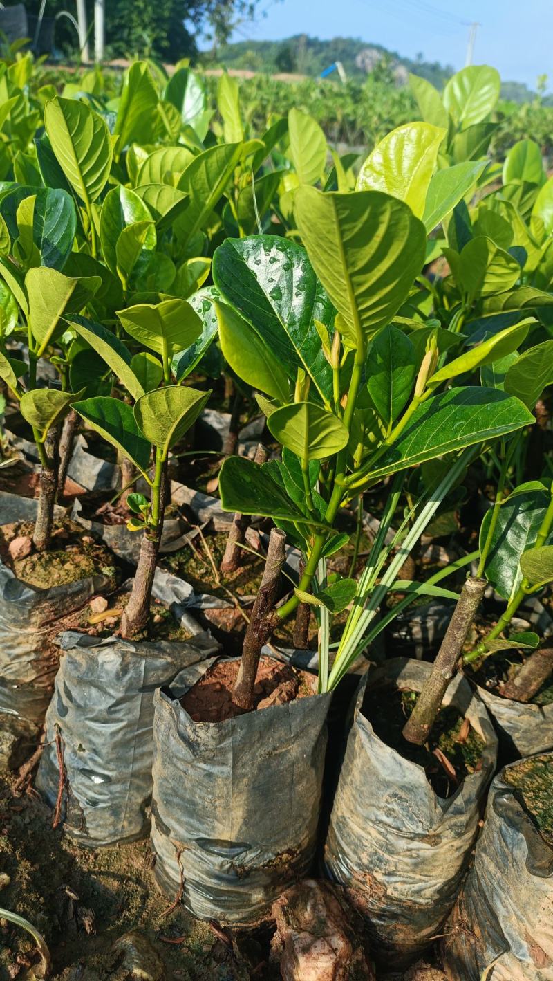新品种印尼红菠萝蜜营养杯苗量大从优
