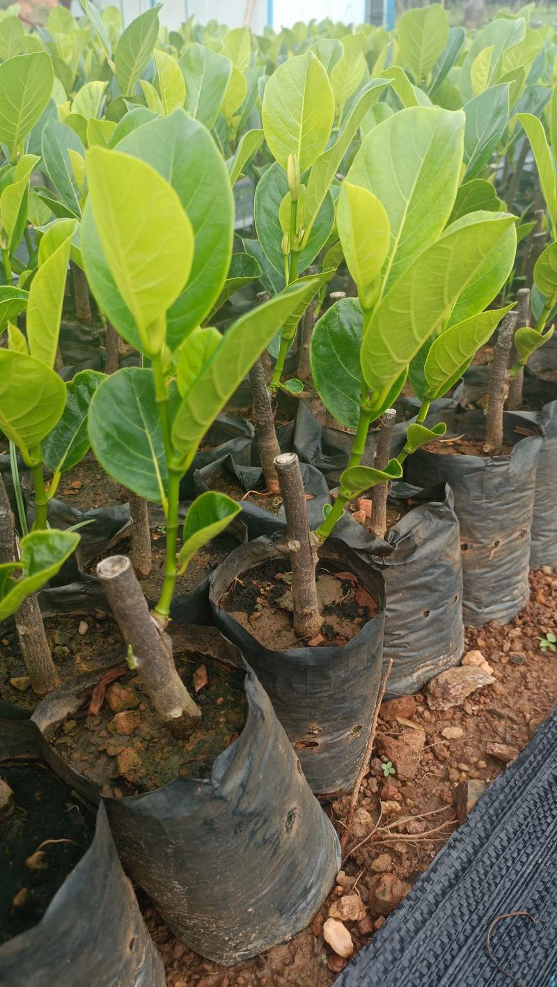 新品种印尼红菠萝蜜营养杯苗量大从优
