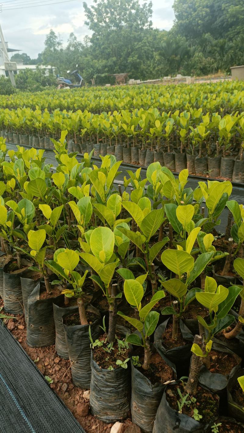 新品种印尼红菠萝蜜营养杯苗量大从优