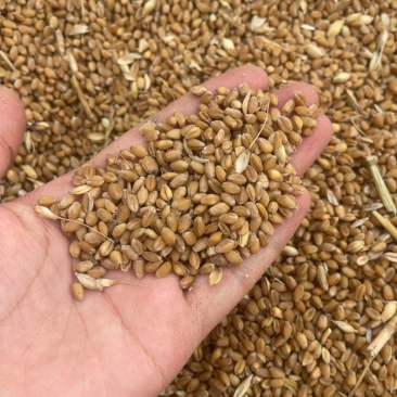 小麦种子，精麦，品质保障一手货源代发全国