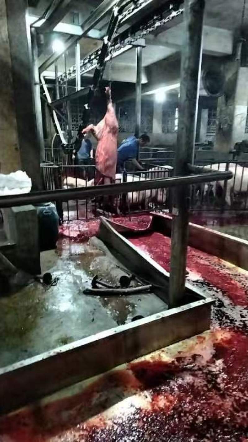 广西容县白条猪肉批发，厂家直发，质量保证，供应全国