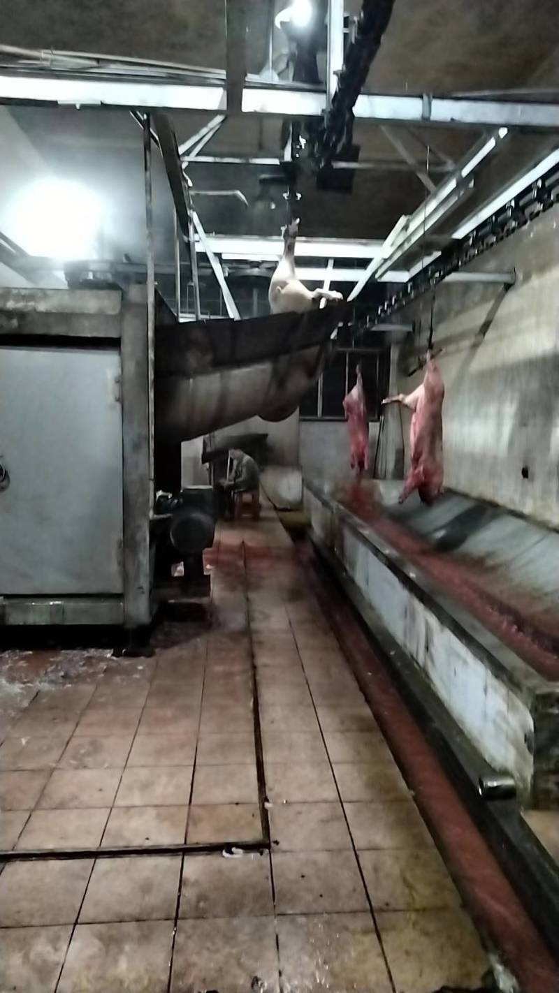 广西容县白条猪肉批发，厂家直发，质量保证，供应全国