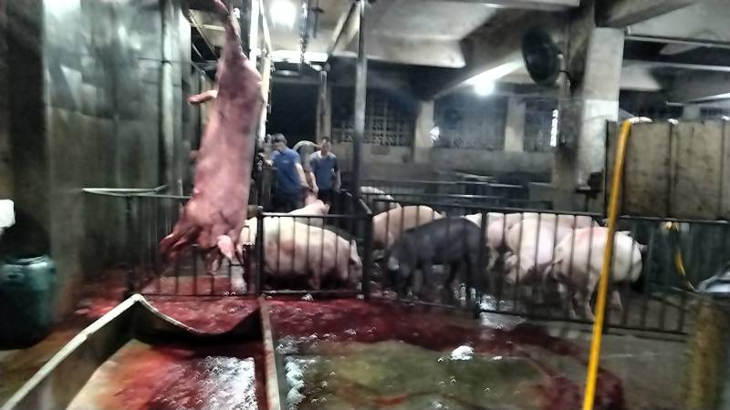 广西容县白条猪肉批发，厂家直发，质量保证，供应全国