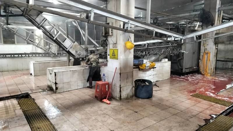 广西容县白条猪肉批发，厂家直发，质量保证，供应全国