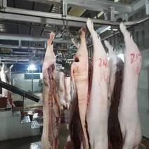 广西容县白条猪肉批发，厂家直发，质量保证，供应全国