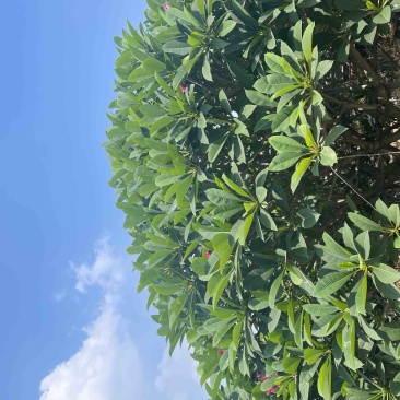 8-20分红花鸡蛋花