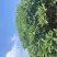 8-20分红花鸡蛋花