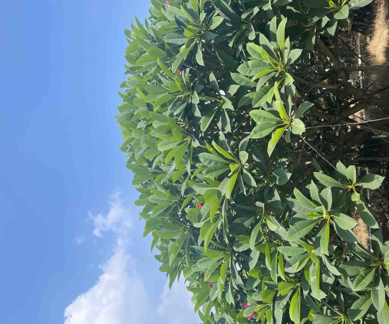 8-20分红花鸡蛋花