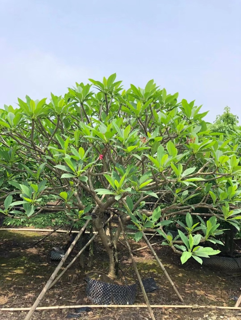 8-20分红花鸡蛋花
