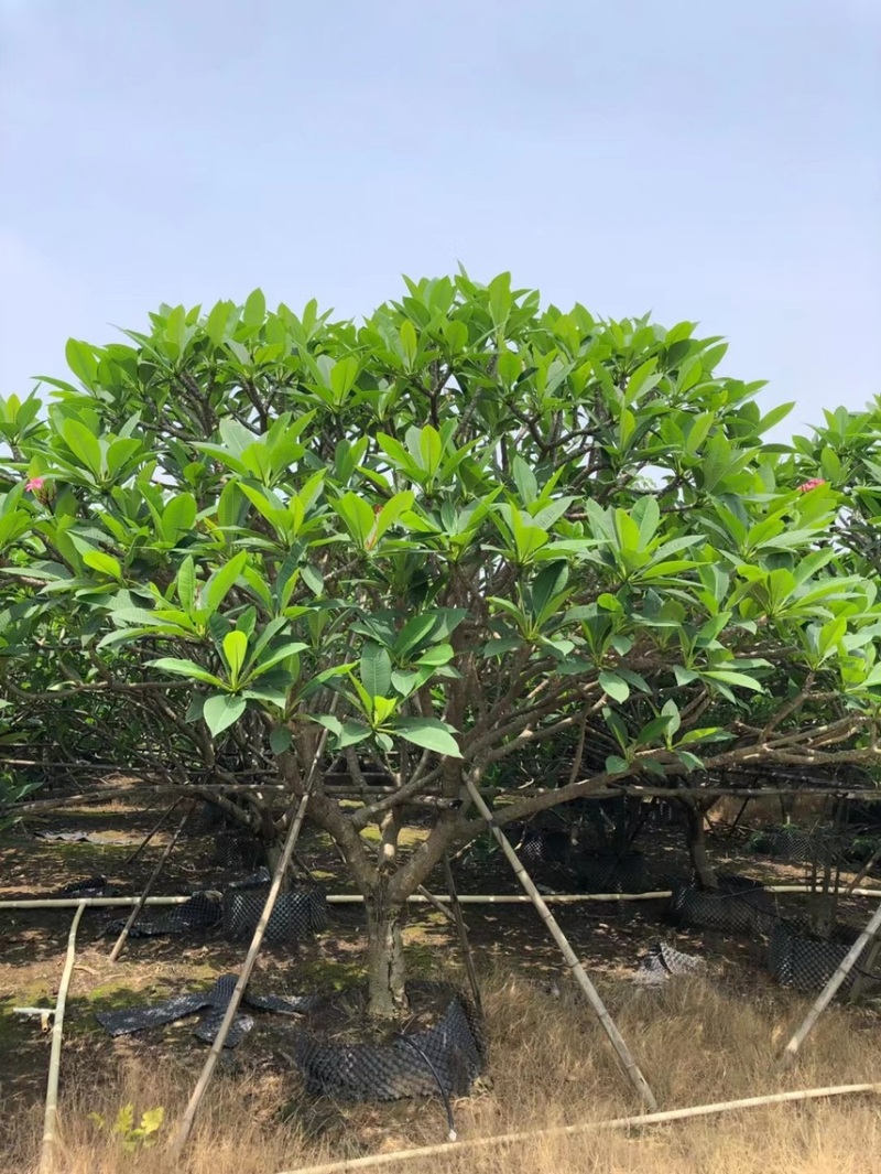 8-20分红花鸡蛋花