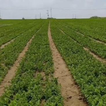 芹菜下来了大面积需要的话可以联系我是代收诚信合作多年的经