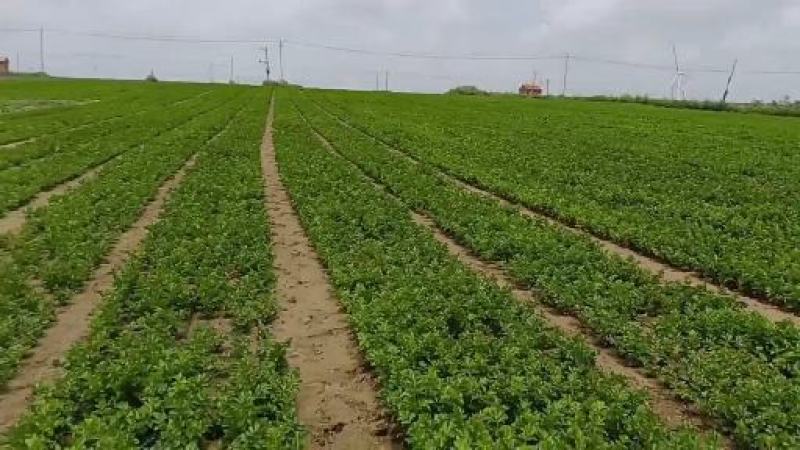 芹菜下来了大面积需要的话可以联系我是代收诚信合作多年的经