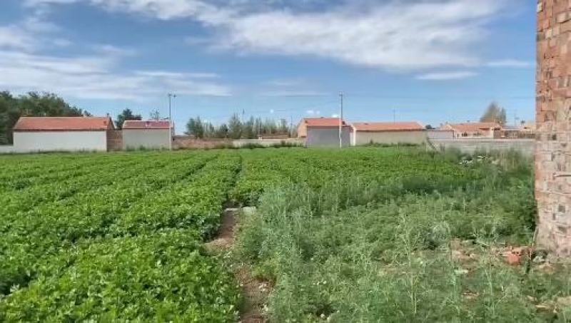 芹菜下来了大面积需要的话可以联系我是代收诚信合作多年的经