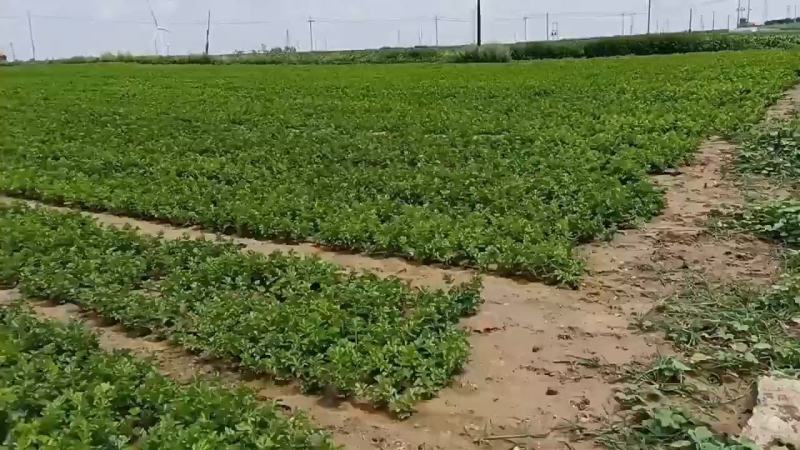芹菜下来了大面积需要的话可以联系我是代收诚信合作多年的经