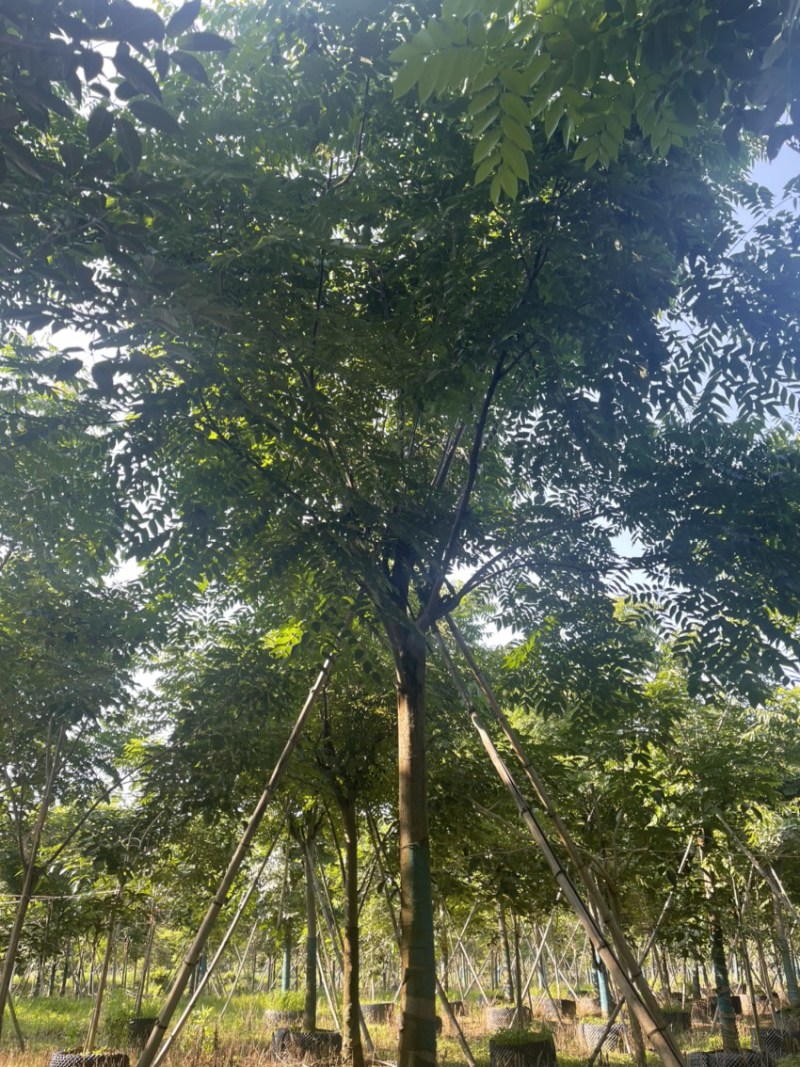 12-18分国庆花栾树