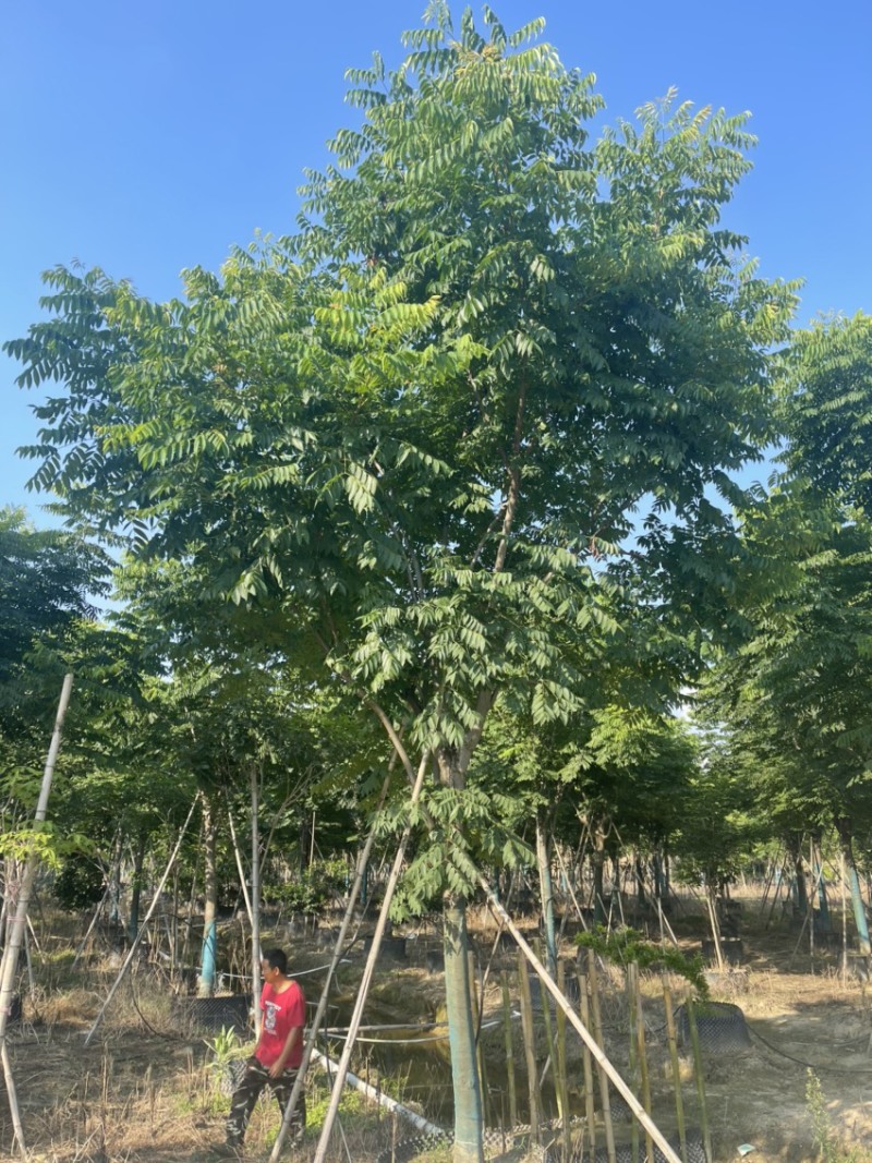 12-18分国庆花栾树