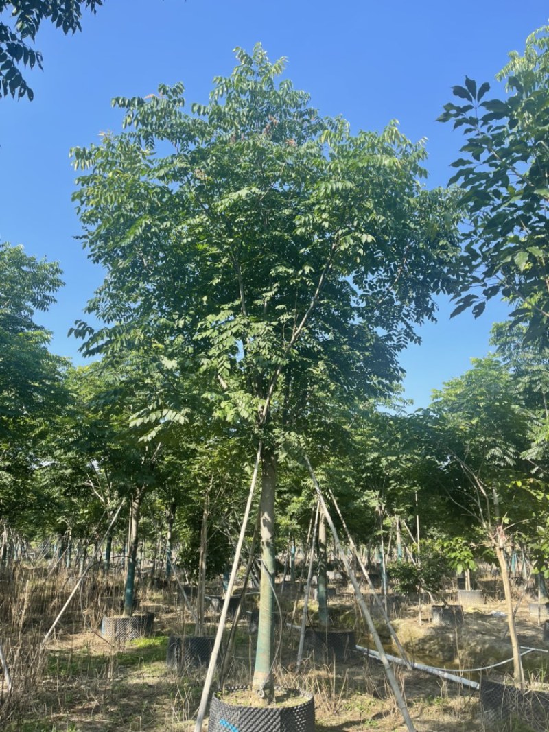 12-18分国庆花栾树