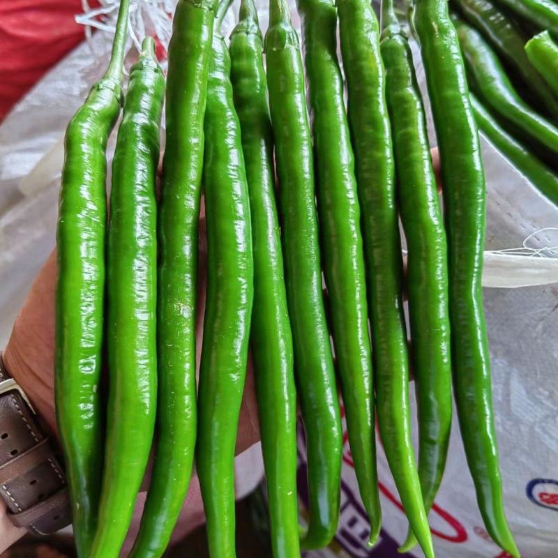 贵州高山青椒，3号椒，螺丝椒，二荆条等