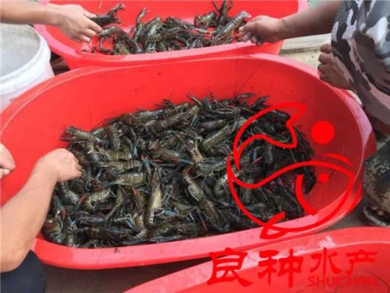 澳洲龙虾苗，提供养殖技术，售后服务全程l跟踪