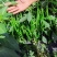 贵州高山青椒，3号椒，螺丝椒，二荆条等