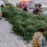 贵州高山青椒，3号椒，螺丝椒，二荆条等