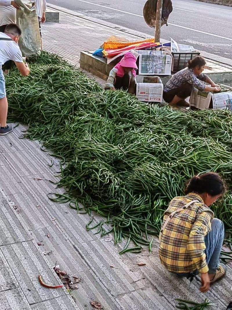 贵州高山青椒，3号椒，螺丝椒，二荆条等