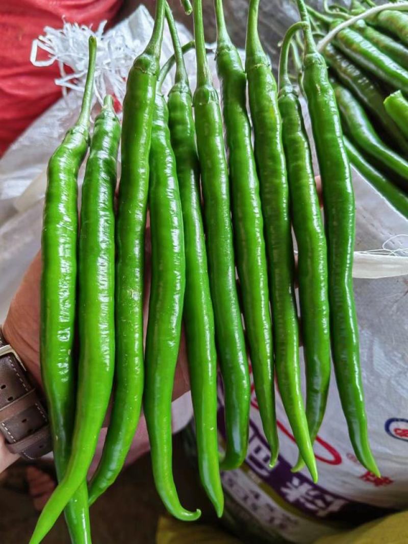 贵州高山青椒，3号椒，螺丝椒，二荆条等