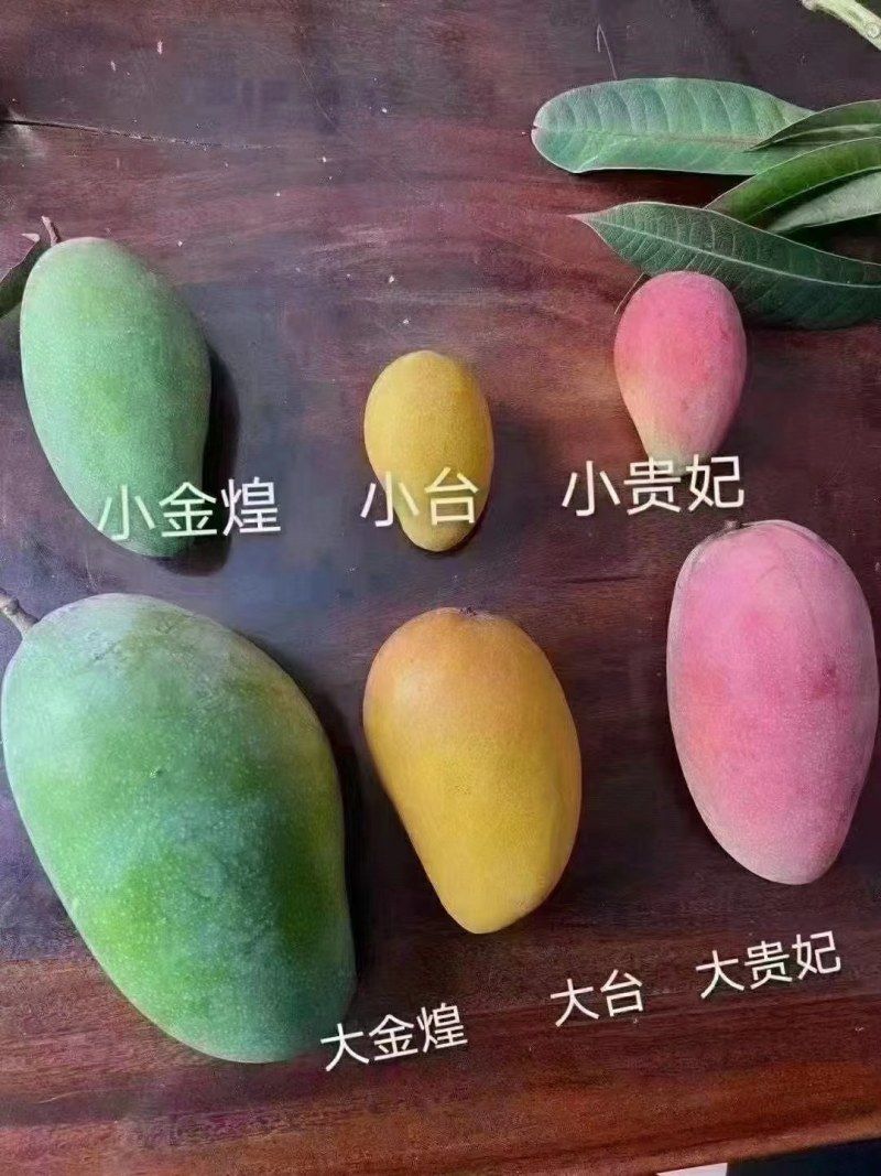 贵妃芒，台农芒金煌芒