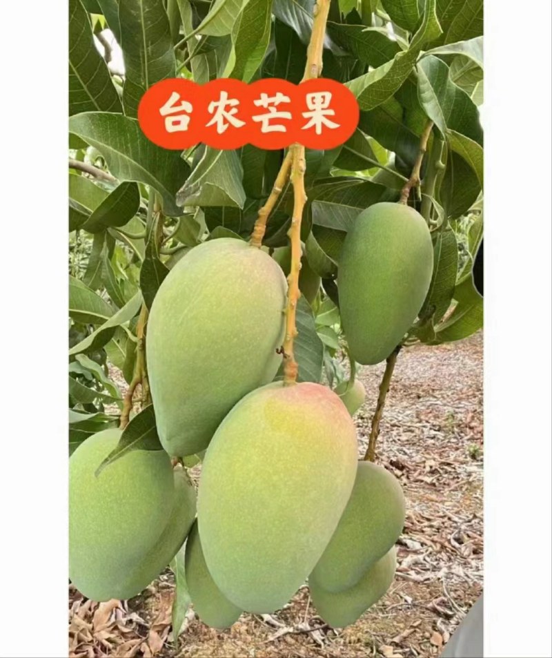 贵妃芒，台农芒金煌芒