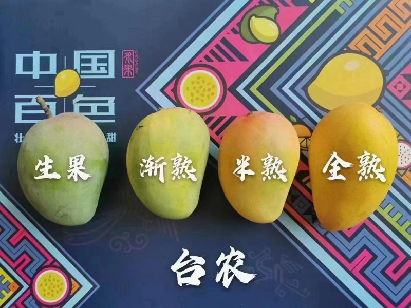 贵妃芒，台农芒金煌芒