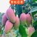 贵妃芒，台农芒金煌芒