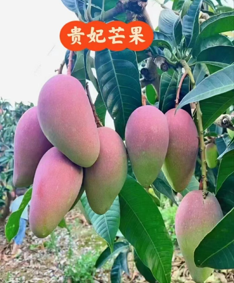 贵妃芒，台农芒金煌芒