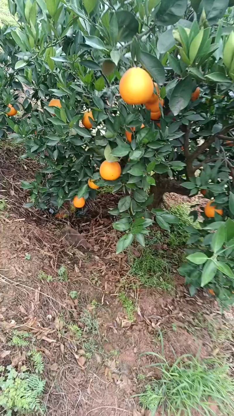 【夏橙】湖北橙子皮薄肉多汁水丰富对接各大市场电商