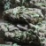 狸尾草2025年10月新货干货青靓有花，广东省快递包邮‘
